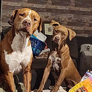 Leppy And Odin joined the competition — help win amazing prizes! dog, indoor, couch, basket, brown_dog, white_chest, spotted_chest, pet, animal, furniture, living_room, household_items, sitting, looking, ears, floor, table, relaxed, companion, canine