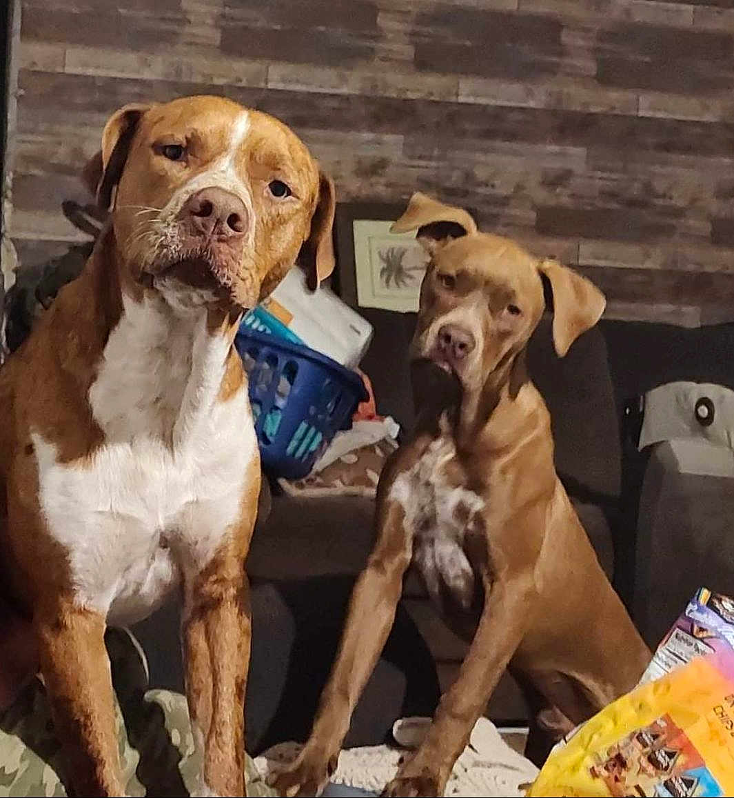Leppy And Odin joined the competition — help win amazing prizes! dog, indoor, couch, basket, brown_dog, white_chest, spotted_chest, pet, animal, furniture, living_room, household_items, sitting, looking, ears, floor, table, relaxed, companion, canine