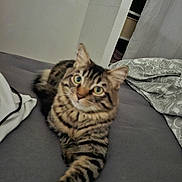 Salah participe au concours pour gagner de l'argent avec cette photo : animal, bed, blanket, cat, curious, cute, domestic, fabric, feline, fur, home, indoor, paw, pet, resting, sleepy, stretching, striped, tabby, wall