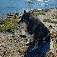 Japeloup a rejoint le concours — aidez-le/la à gagner de superbes lots ! animal, calm, canine, daytime, dog, grass, lake, landscape, mountains, nature, outdoor, pet, rocks, scenic, shadow, sitting, sunlight, trees, water, wet_fur