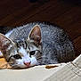 Redji a rejoint le concours — aidez-le/la à gagner de superbes lots ! animal, cardboard_box, cat, close_up, curious, cute, domestic_cat, ears, face, feline, fur, indoor, laying_down, pet, pink_nose, resting, tabby, whiskers, wooden_floor, young_cat