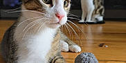 Redji a rejoint le concours — aidez-le/la à gagner de superbes lots ! animal, blurred_background, cat, close_up, cute, domestic_animal, ears, feline, floorboards, fur, indoor, pet, playful, relaxed, tabby, toy, two_cats, whiskers, white_paws, wooden_floor