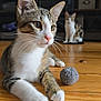 animal, blurred_background, cat, close_up, cute, domestic_animal, ears, feline, floorboards, fur, indoor, pet, playful, relaxed, tabby, toy, two_cats, whiskers, white_paws, wooden_floor