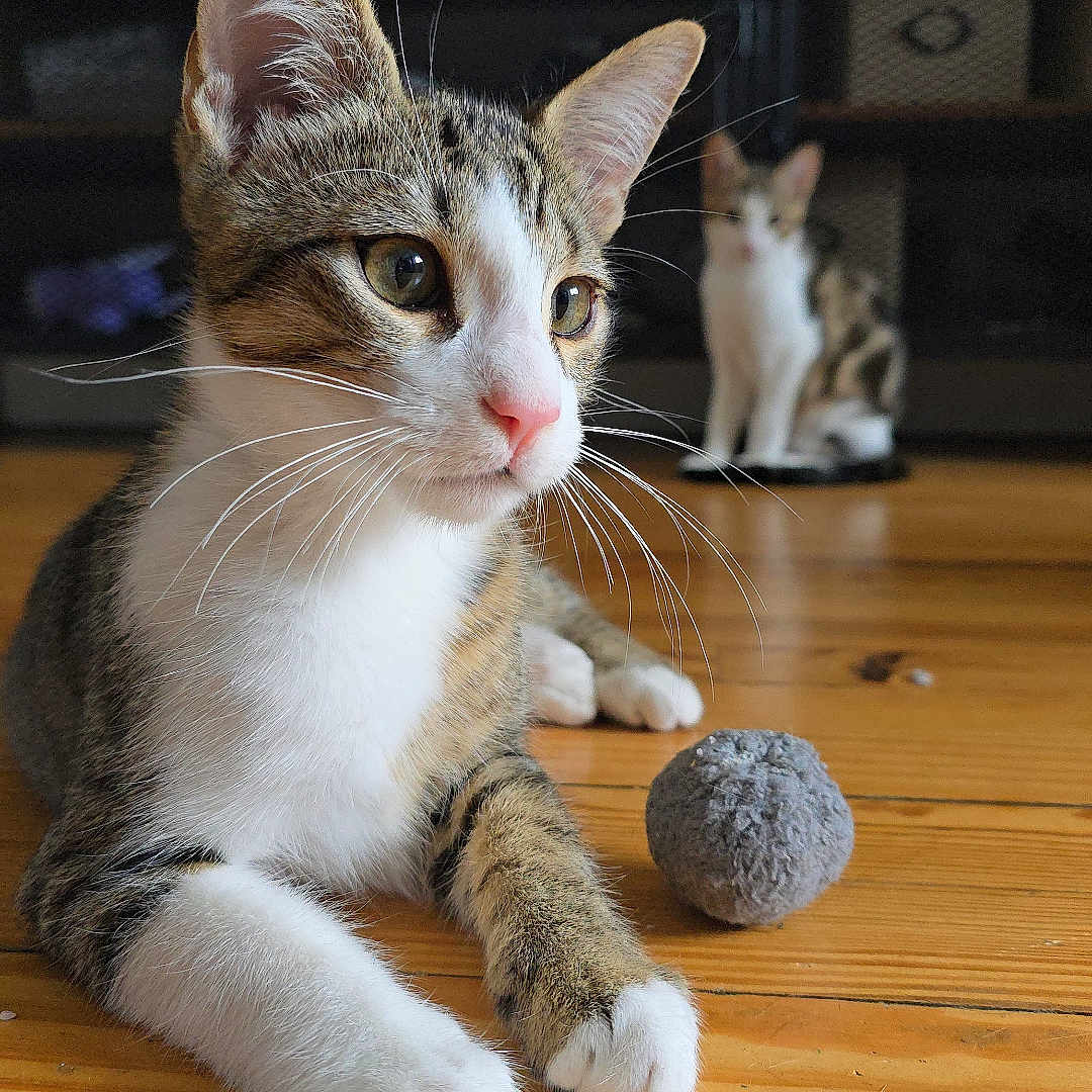 Redji a rejoint le concours — aidez-le/la à gagner de superbes lots ! animal, blurred_background, cat, close_up, cute, domestic_animal, ears, feline, floorboards, fur, indoor, pet, playful, relaxed, tabby, toy, two_cats, whiskers, white_paws, wooden_floor