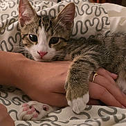 Redji participe au concours pour gagner de l'argent avec cette photo : animal, bed, blanket, cat, claw, cute, domestic_animal, fur, hand, indoor, kitten, paw, pet, pink_nose, resting, sleepy, striped, tabby, whiskers, young