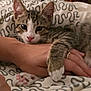animal, bed, blanket, cat, claw, cute, domestic_animal, fur, hand, indoor, kitten, paw, pet, pink_nose, resting, sleepy, striped, tabby, whiskers, young