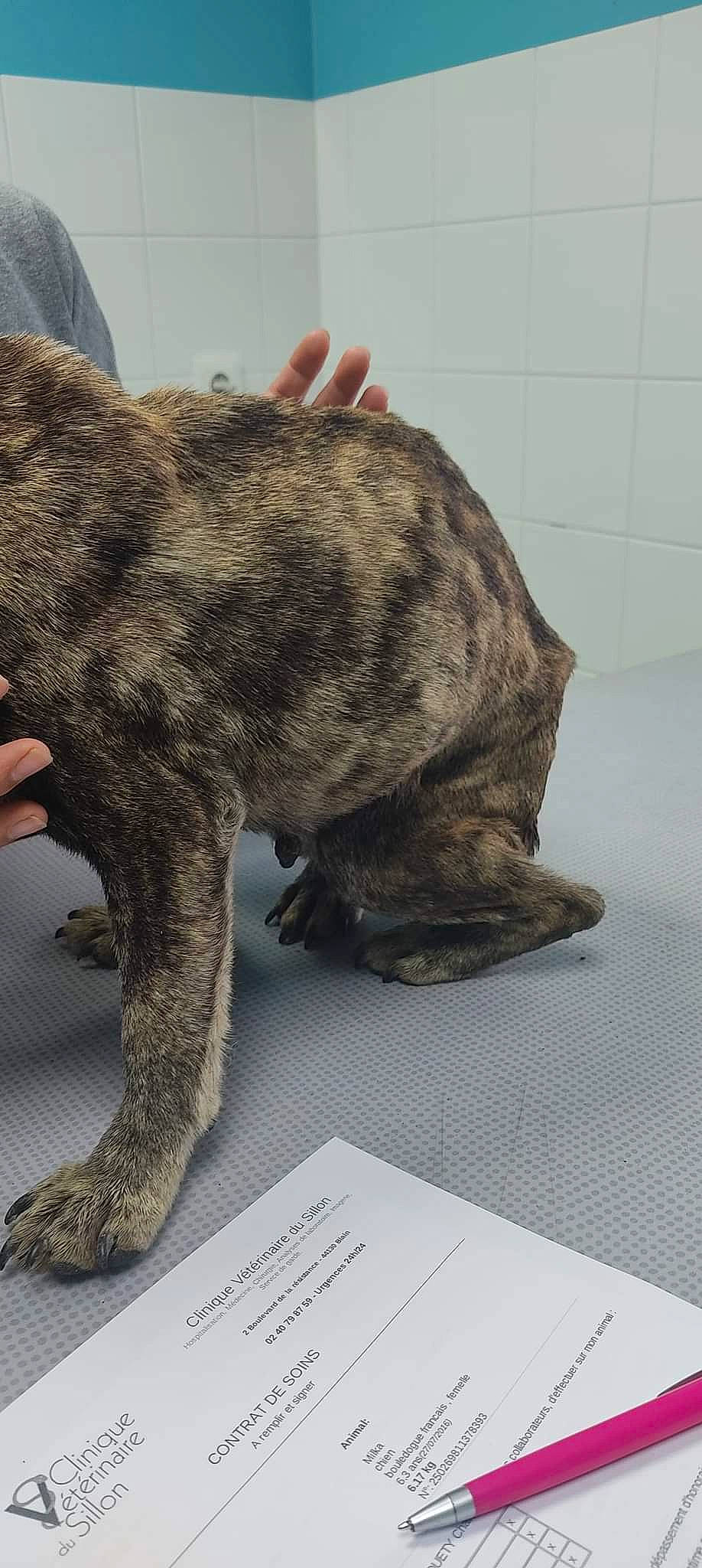 Ibane a rejoint le concours — aidez-le/la à gagner de superbes lots ! canidae, carnivore, claw, companion_dog, dog, dog_breed, felidae, flooring, foot, fur, grey, liver, metal, small_to_medium_sized_cats, snout, sporting_group, tail, terrestrial_animal, whiskers, working_animal