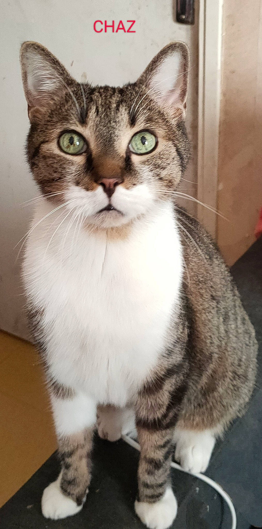 Chaz participe au concours pour gagner de l'argent avec cette photo : carnivore, cat, claw, domestic_short_haired_cat, door, eye, felidae, foot, fur, head, iris, paw, photography, sitting, small_to_medium_sized_cats, snout, tail, terrestrial_animal, whiskers, window