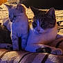 cat, kitten, tabby_cat, indoor, pet, animal, feline, resting, blanket, bed, fur, cute, domestic, companion, two_animals, looking_away, cozy, warm_lighting, side_view, relaxed
