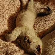 Abby joined the competition — help win amazing prizes! kitten, sleeping, cat, feline, pet, fluffy, cute, cozy, resting, blanket, soft, fur, animal, domestic, young, indoors, relaxed, comfortable, tail, paw