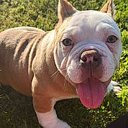 Peaches is registered to the contest to win money with this photo: bulldog, puppy, dog, tongue_out, outdoor, grass, close_up, sunlight, pet, animal, cute, happy, wrinkles, face, fur, young, playful, nature, mammal, canine