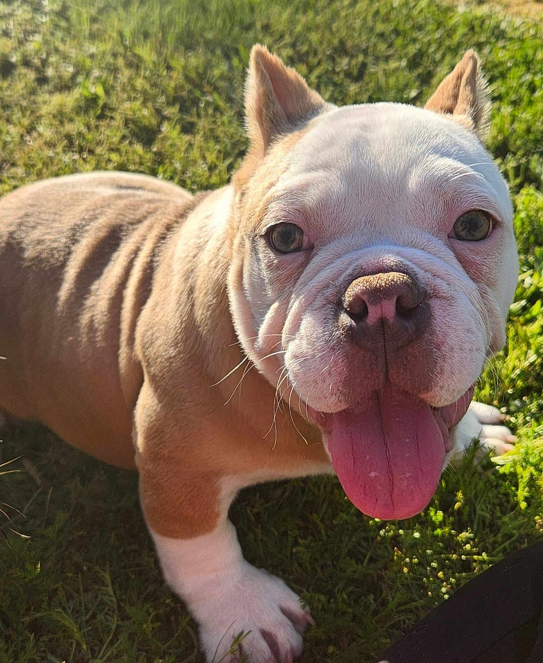 Peaches