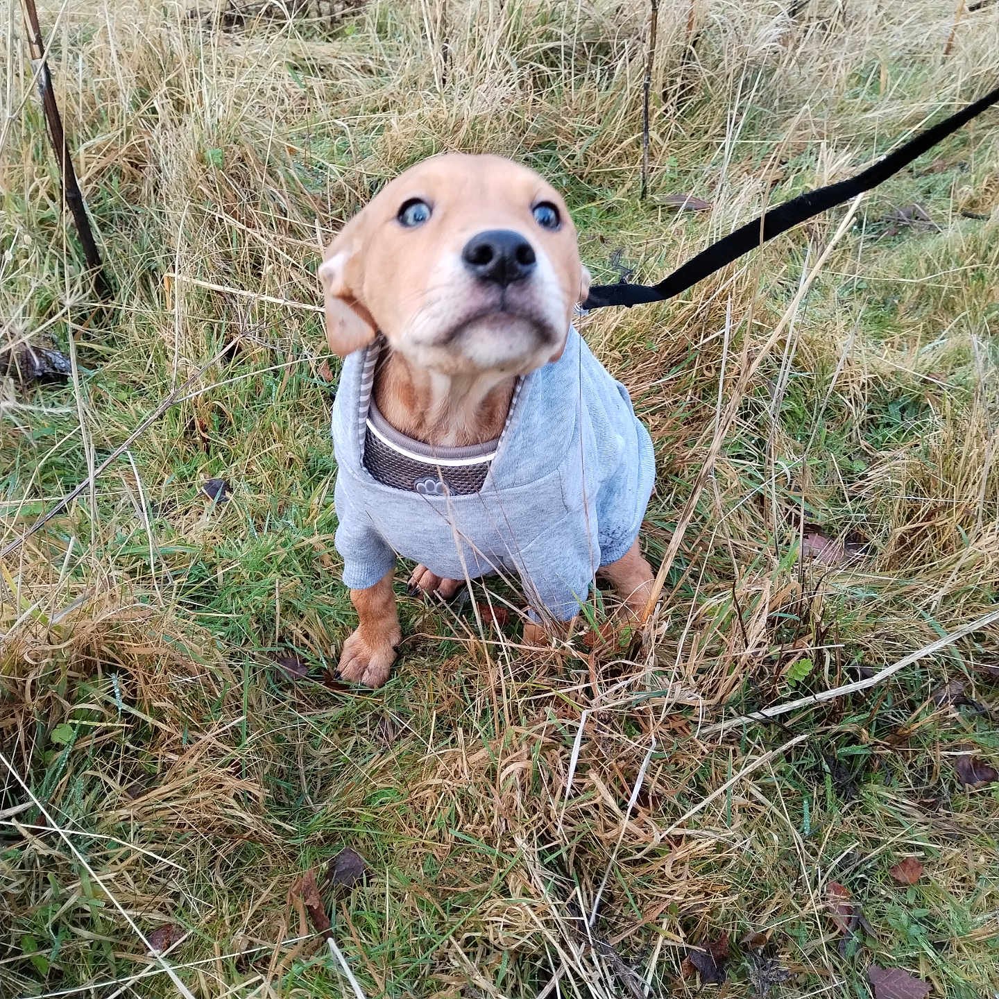 Chaos is registered to the contest to win money with this photo: accessories, animal, canine, dog, face, grass, head, hound, land, nature, outdoors, person, pet, photography, plant, puppy, strap, tree, vegetation, woodland
