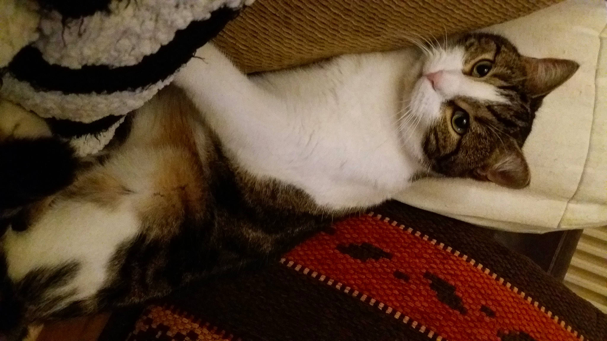 Cannelle Et Filou participe au concours pour gagner de l'argent avec cette photo : carmine, carnivore, cat, cat_supply, claw, comfort, domestic_short_haired_cat, fawn, felidae, fur, linens, pattern, paw, small_to_medium_sized_cats, snout, tail, whiskers, wood, wool, woven_fabric