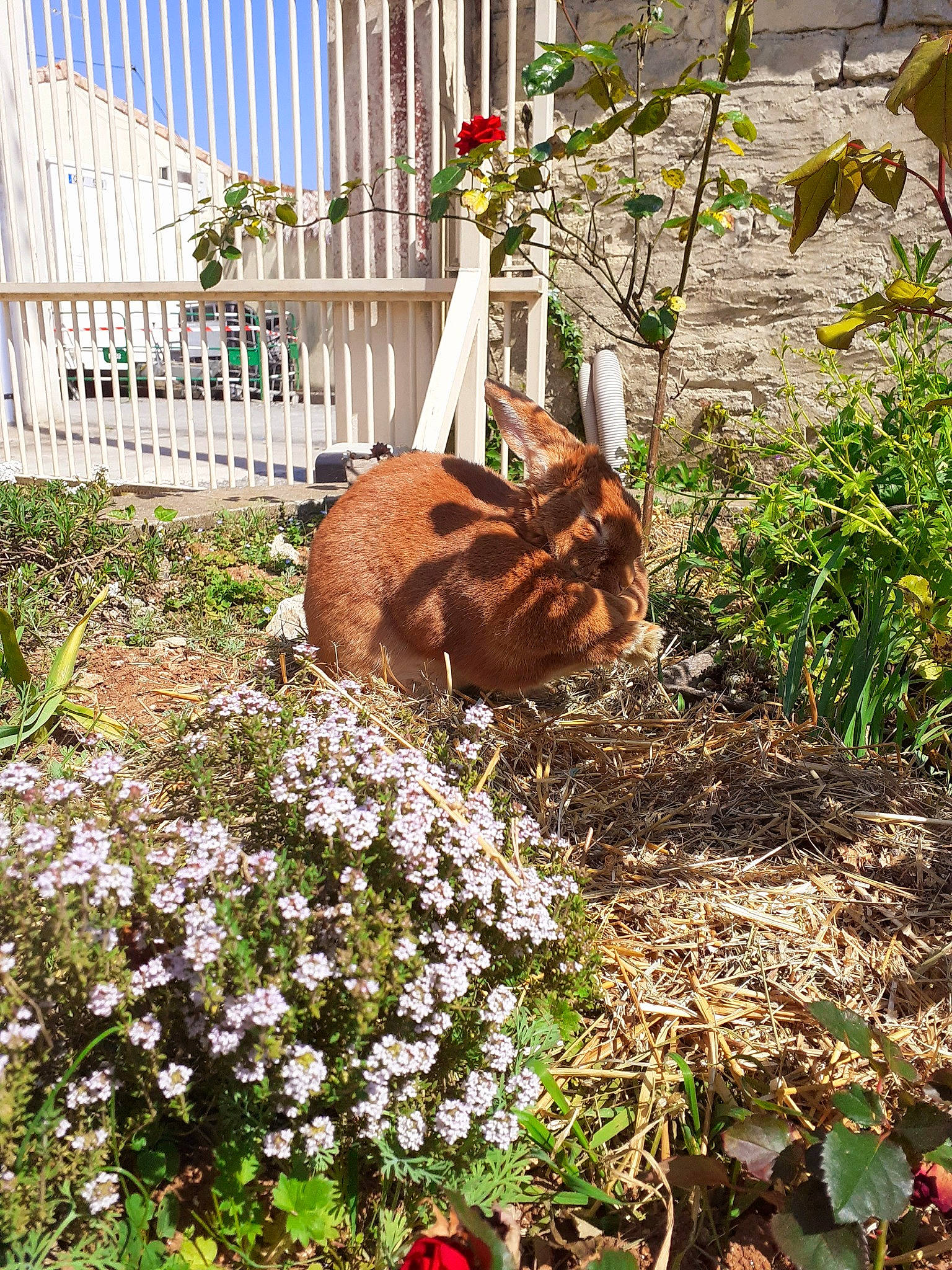 Pimprenelle participe au concours pour gagner de l'argent avec cette photo : annual_plant, botany, carnivore, cat, domestic_rabbit, fawn, felidae, flower, garden, groundcover, nepeta, plant, shrub, small_to_medium_sized_cats, spring, wildflower, yard