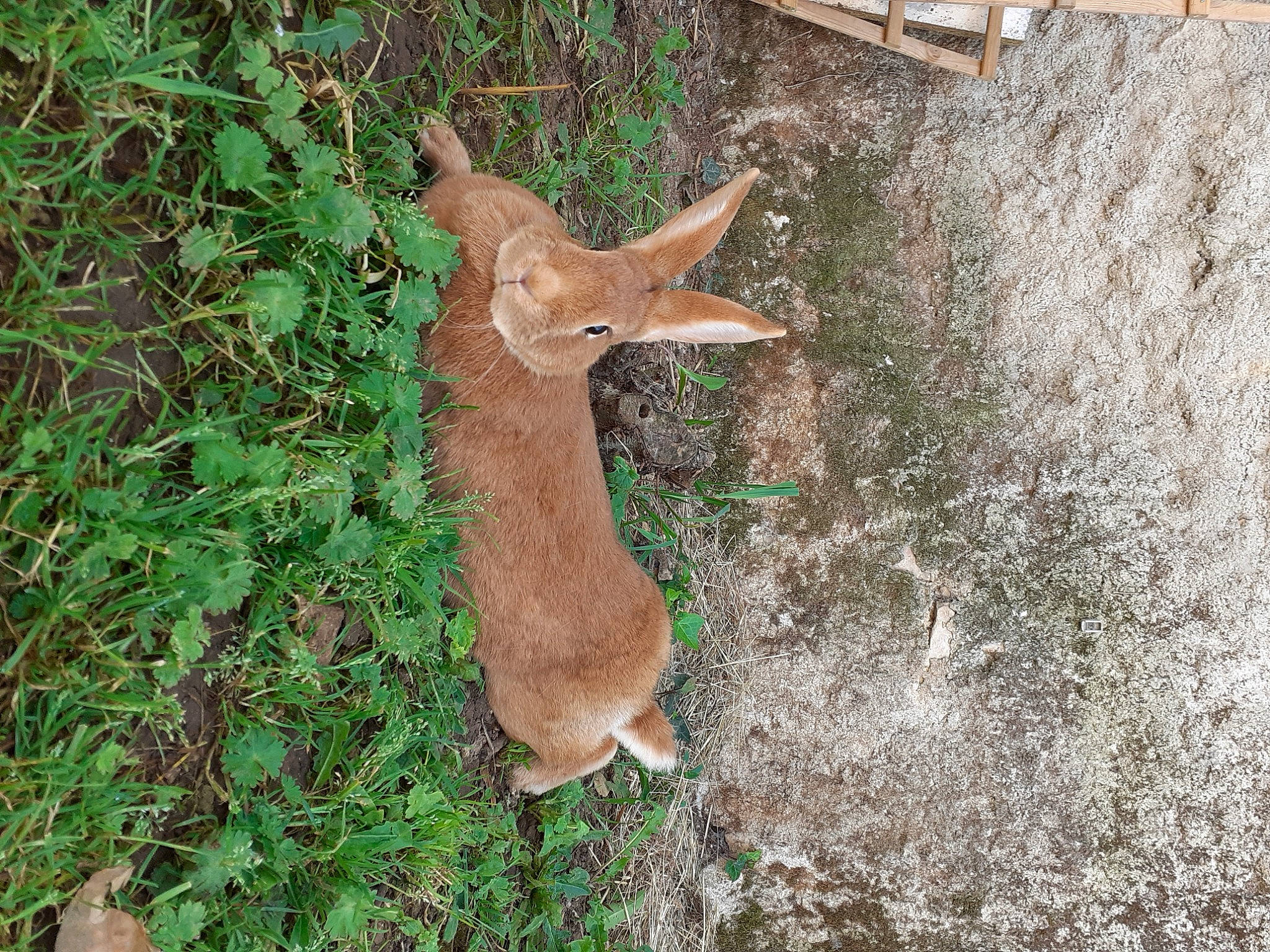 Pimprenelle a rejoint le concours — aidez-le/la à gagner de superbes lots ! adaptation, deer, fawn, grass, roe_deer, tail, white_tailed_deer, wildlife