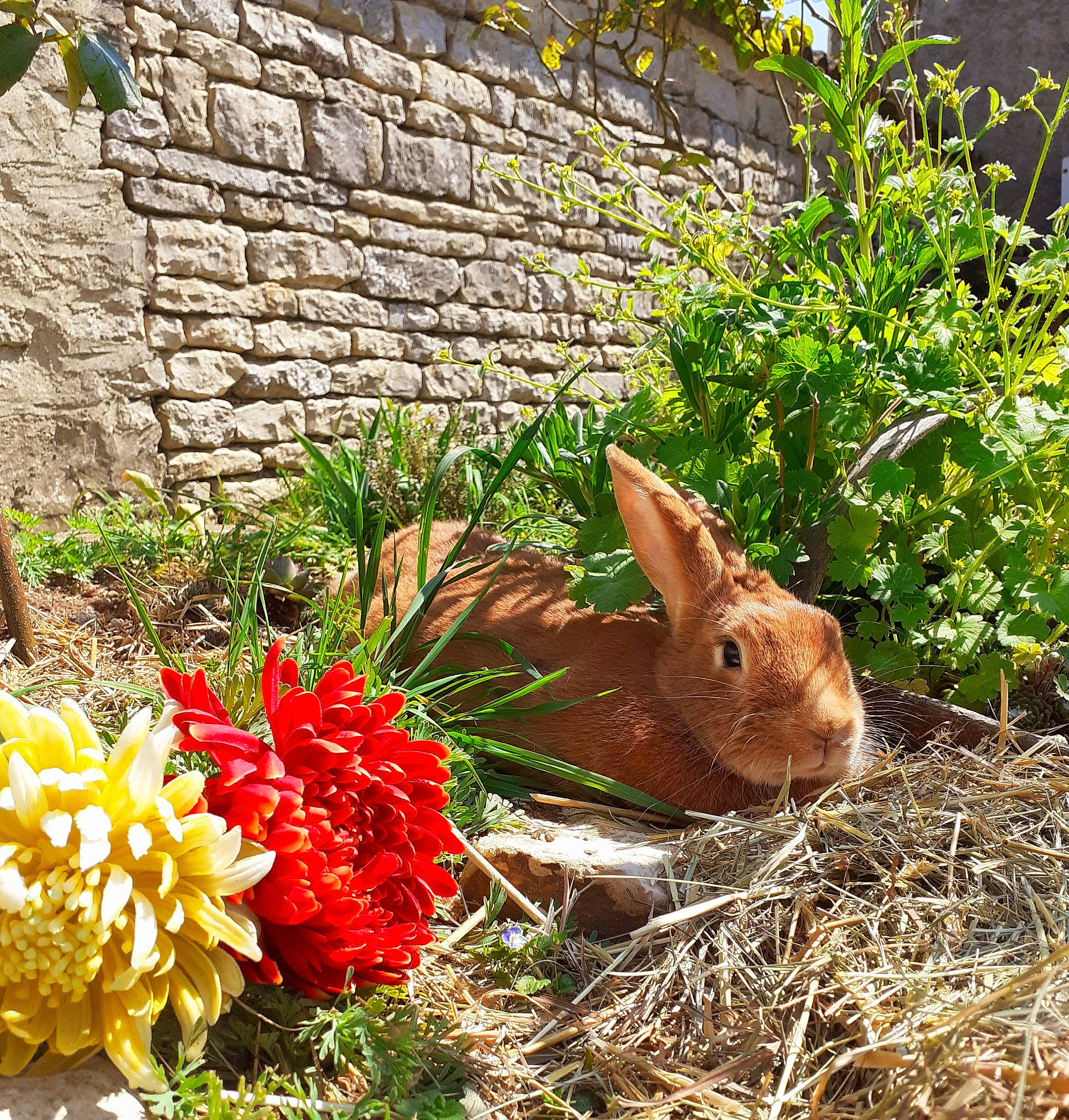 Pimprenelle a rejoint le concours — aidez-le/la à gagner de superbes lots ! adaptation, domestic_rabbit, easter_bunny, fawn, flower, grass, grass_family, hare, perennial_plant, plant, rabbit, rabbits_and_hares, shrub, spring, vascular_plant, wildflower, wood_rabbit