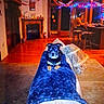 dog, puppy, black_and_tan, pet, animal, sitting, blanket, blue_blanket, living_room, birthday, birthday_party, balloons, string_lights, decorations, fireplace, wood_floor, chair, table, indoor, portrait
