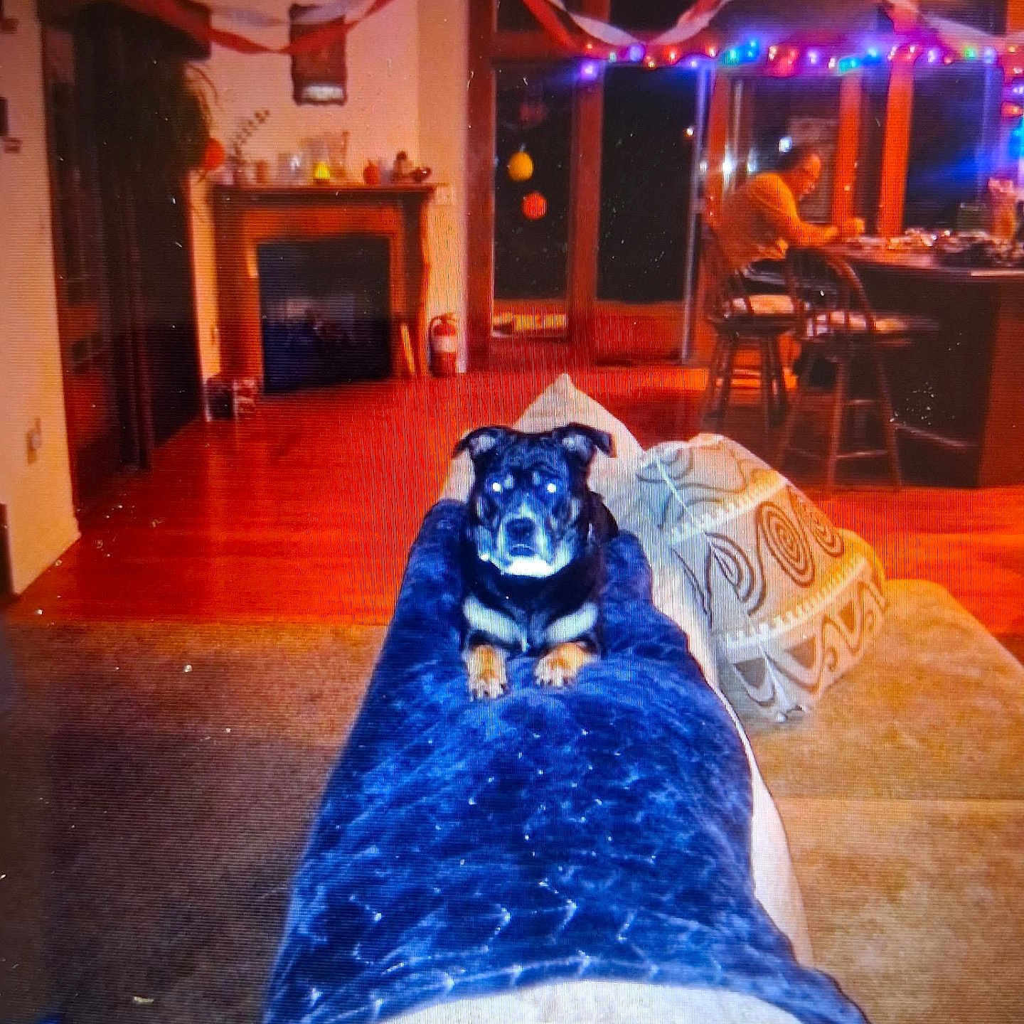 Midnight is registered to the contest to win money with this photo: dog, puppy, black_and_tan, pet, animal, sitting, blanket, blue_blanket, living_room, birthday, birthday_party, balloons, string_lights, decorations, fireplace, wood_floor, chair, table, indoor, portrait