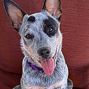 Happy Girl Fairchild joined the competition — help win amazing prizes! dog, blue_heeler, australian_cattle_dog, pet, portrait, close_up, sitting, tongue, panting, pointed_ears, blue_merle, spotted_fur, purple_collar, couch, cushion, indoor, happy, alert, animal, photography