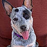 dog, blue_heeler, australian_cattle_dog, pet, portrait, close_up, sitting, tongue, panting, pointed_ears, blue_merle, spotted_fur, purple_collar, couch, cushion, indoor, happy, alert, animal, photography