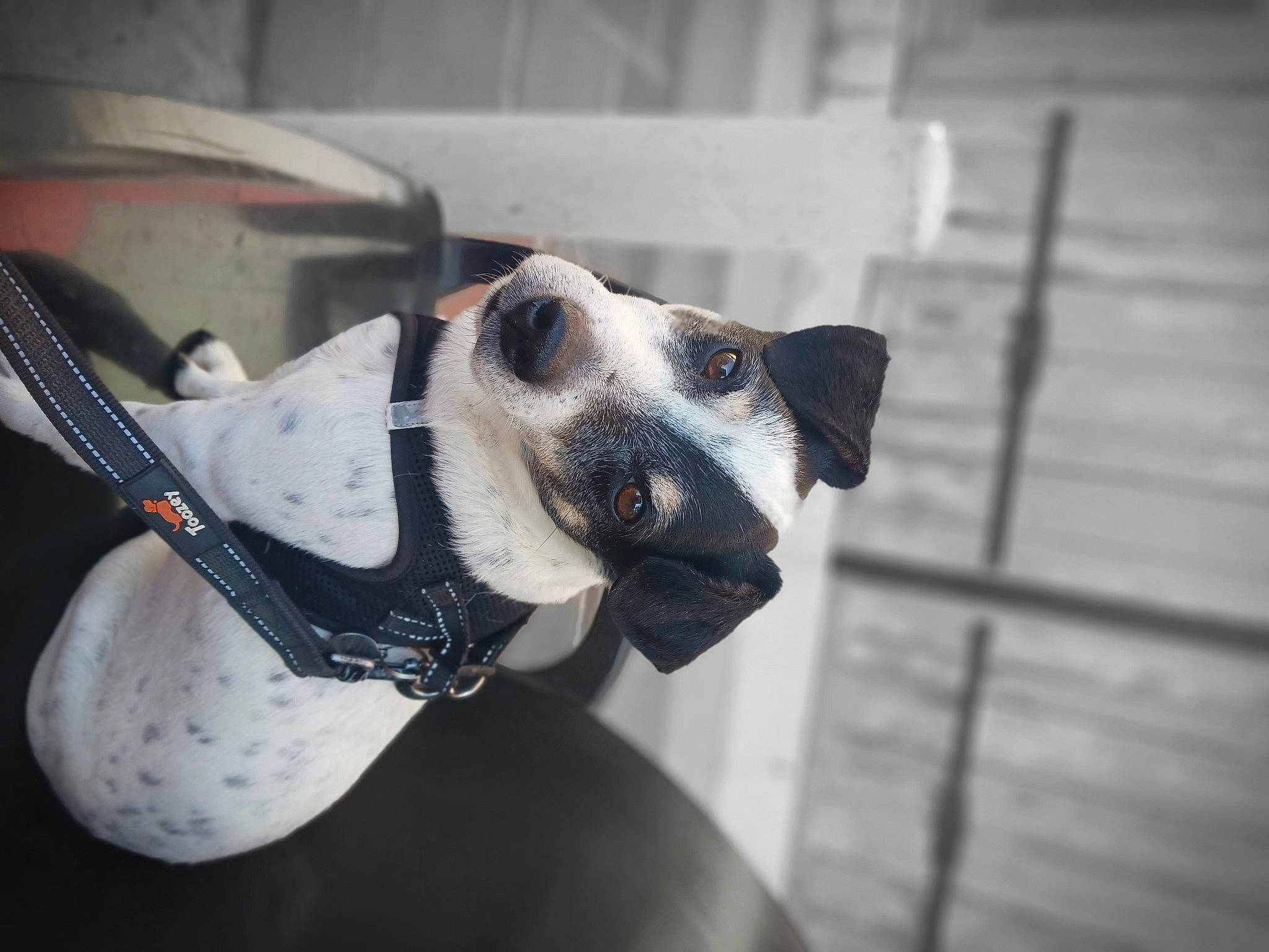 Buddy a rejoint le concours — aidez-le/la à gagner de superbes lots ! canidae, carmine, carnivore, collar, companion_dog, dalmatian, dog, dog_breed, dog_collar, eyewear, fawn, grey, monochrome_photography, non_sporting_group, pet_supply, snout, sporting_group, sunglasses, whiskers, working_animal