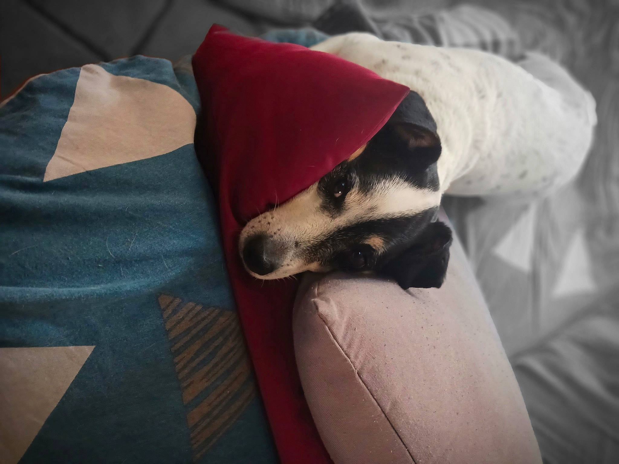 Buddy a rejoint le concours — aidez-le/la à gagner de superbes lots ! canidae, carmine, carnivore, comfort, companion_dog, couch, dog, dog_breed, fur, grey, guard_dog, human_leg, linens, non_sporting_group, paw, room, sporting_group, terrestrial_animal, whiskers, working_animal