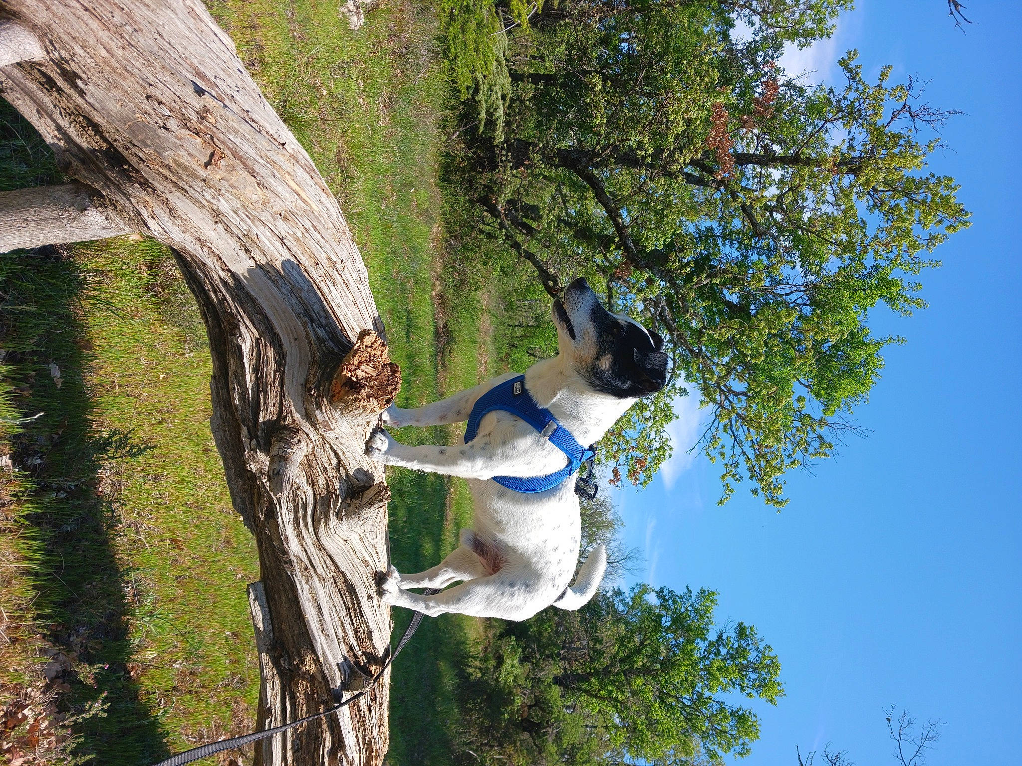 Buddy a rejoint le concours — aidez-le/la à gagner de superbes lots ! adventure, branch, electric_blue, forest, fun, grass, horse, jungle, landscape, leisure, people_in_nature, plant, recreation, rope, sky, tree, trunk, twig, wood, woody_plant