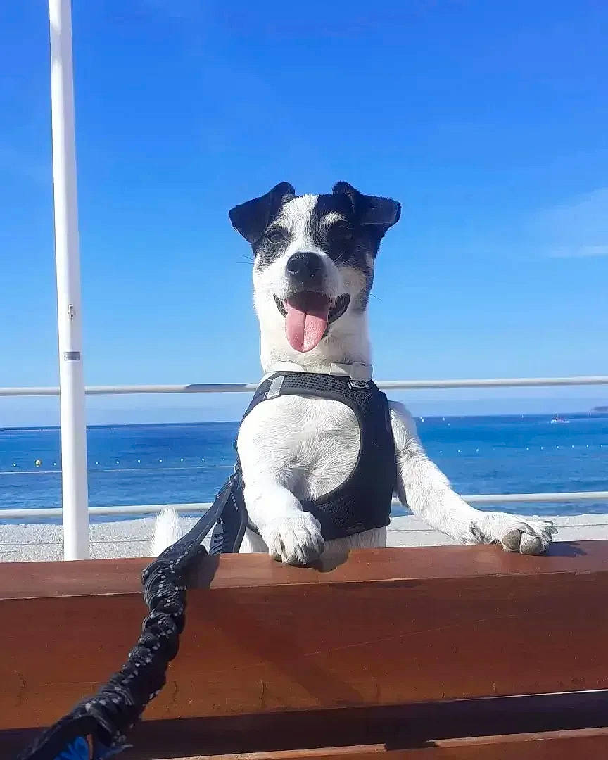 Buddy participe au concours pour gagner de l'argent avec cette photo : azure, carnivore, collar, companion_dog, dog, dog_breed, dog_collar, electric_blue, foot, horizon, leisure, ocean, recreation, sitting, sky, sporting_group, thigh, water, wood, working_animal