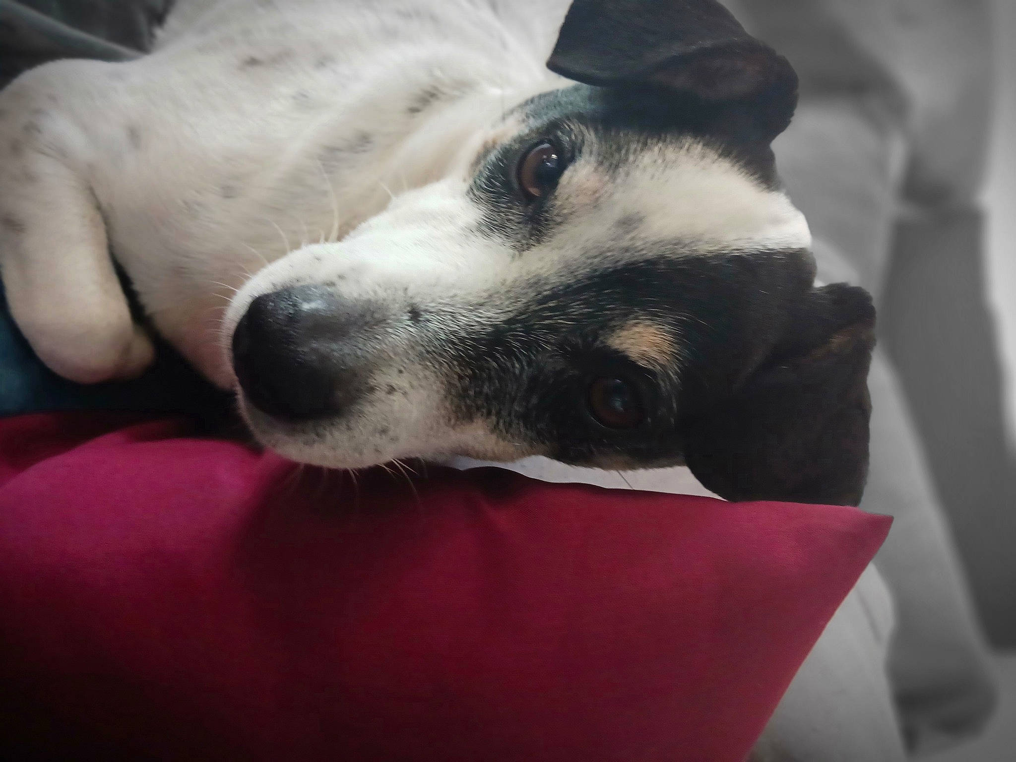 Buddy participe au concours pour gagner de l'argent avec cette photo : canidae, carnivore, comfort, companion_dog, dog, dog_breed, fawn, fur, nap, non_sporting_group, snout, sporting_group, whiskers, working_animal