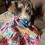 Brownie joined the competition — help win amazing prizes! dog, puppy, small_dog, wet_fur, floral_dress, dress, lace, paw, nose, eyes, whiskers, couch, sofa, living_room, close_up, portrait, fabric, colorful, pet, seat_cushion