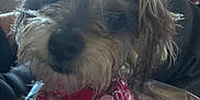 Brownie is registered to the contest to win money with this photo: dog, close_up, pet, scruffy_fur, bow, ribbon, valentines_hearts, love_text, plastic_wrap, nose, whiskers, indoor, couch, blurred, backlight, decoration, cozy, eyes, portrait, adorable