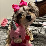 Brownie joined the competition — help win amazing prizes! dog, puppy, pink_bow, bow, plush_unicorn, stuffed_toy, toy, bed, blanket, indoor, cute, pet, fur, portrait, close_up, ribbon, sleepy, playful, decor, head_tilt