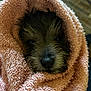 dog, puppy, towel, blanket, pink_towel, wet_fur, nose, whiskers, close_up, portrait, cozy, wrapped, bath_time, pet, indoor, sleepy, muzzle, eyes, fur, wooden_floor