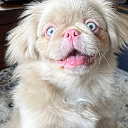 Hamilton joined the competition — help win amazing prizes! puppy, dog, blue_eyes, pink_nose, fluffy, cute, tongue_out, indoor, carpet, remote_control, furniture, pet, animal, close_up, happy, young_dog, adorable, whiskers, fur, expression