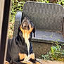Dariu a rejoint le concours — aidez-le/la à gagner de superbes lots ! dog, black, tan, outdoor, patio, chair, woven_chair, plants, greenery, curious, looking_up, relaxed, animal, pet, daylight, nature, paws, snout, fur, canine