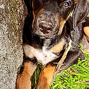Dariu a rejoint le concours — aidez-le/la à gagner de superbes lots ! puppy, dog, close_up, outdoor, grass, plants, stone, brown_fur, black_fur, white_chest, sunlight, young_dog, curious, animal, pet, nature, paw, resting, adorable, portrait