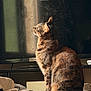 cat, tabby_cat, sitting, indoor, sunlight, shadow, table, fur, pet, animal, whiskers, ears, tail, profile, domestic_cat, window_light, relaxed, quiet, home, feline