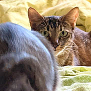 Tailla participe au concours pour gagner de l'argent avec cette photo : cat, tabby_cat, green_eyes, bed, blanket, feline, animal, pet, indoor, fur, whiskers, lying_down, looking, close_up, soft_light, cozy, domestic_animal, two_cats, yellow_blanket, blurred_foreground