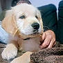puppy, golden_retriever, dog, pet, cute, fluffy, paw, blanket, indoors, hand, cozy, resting, fur, animal, young, domestic_animal, mammal, companion, snuggle, relaxed