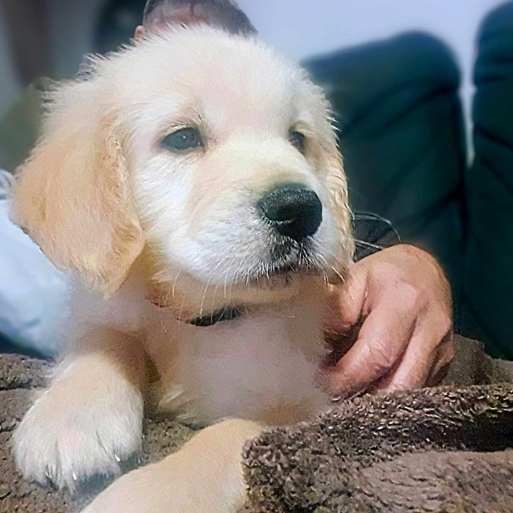 Astro a rejoint le concours — aidez-le/la à gagner de superbes lots ! animal, blanket, companion, cozy, cute, dog, domestic_animal, fluffy, fur, golden_retriever, hand, indoors, mammal, paw, pet, puppy, relaxed, resting, snuggle, young
