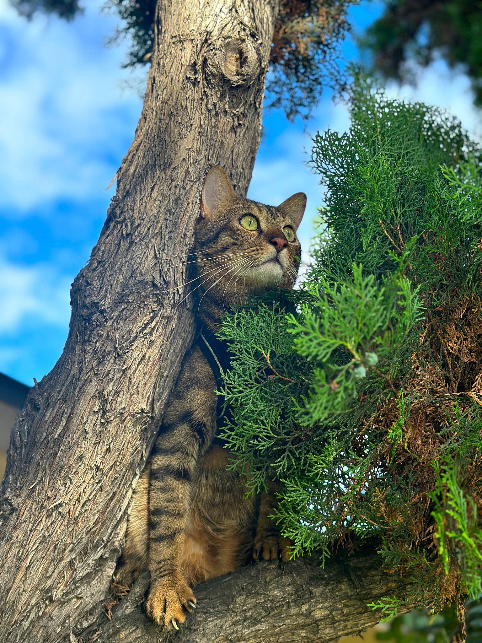 Mochi is registered to the contest to win money with this photo: branch, carnivore, cat, cloud, fawn, felidae, fur, grass, plant, sky, small_to_medium_sized_cats, snout, tail, terrestrial_animal, tree, trunk, twig, whiskers, wood, woody_plant