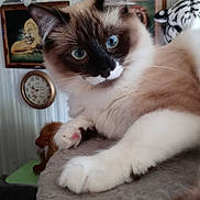 Honeydoo is registered to the contest to win money with this photo: animal, blue_eyes, cat, clock, closeup, cozy, cute, ears, fluffy, furniture, home_decor, indoor, painting, paw_pads, pet, portrait, relaxed, soft_surface, stuffed_tiger, whiskers