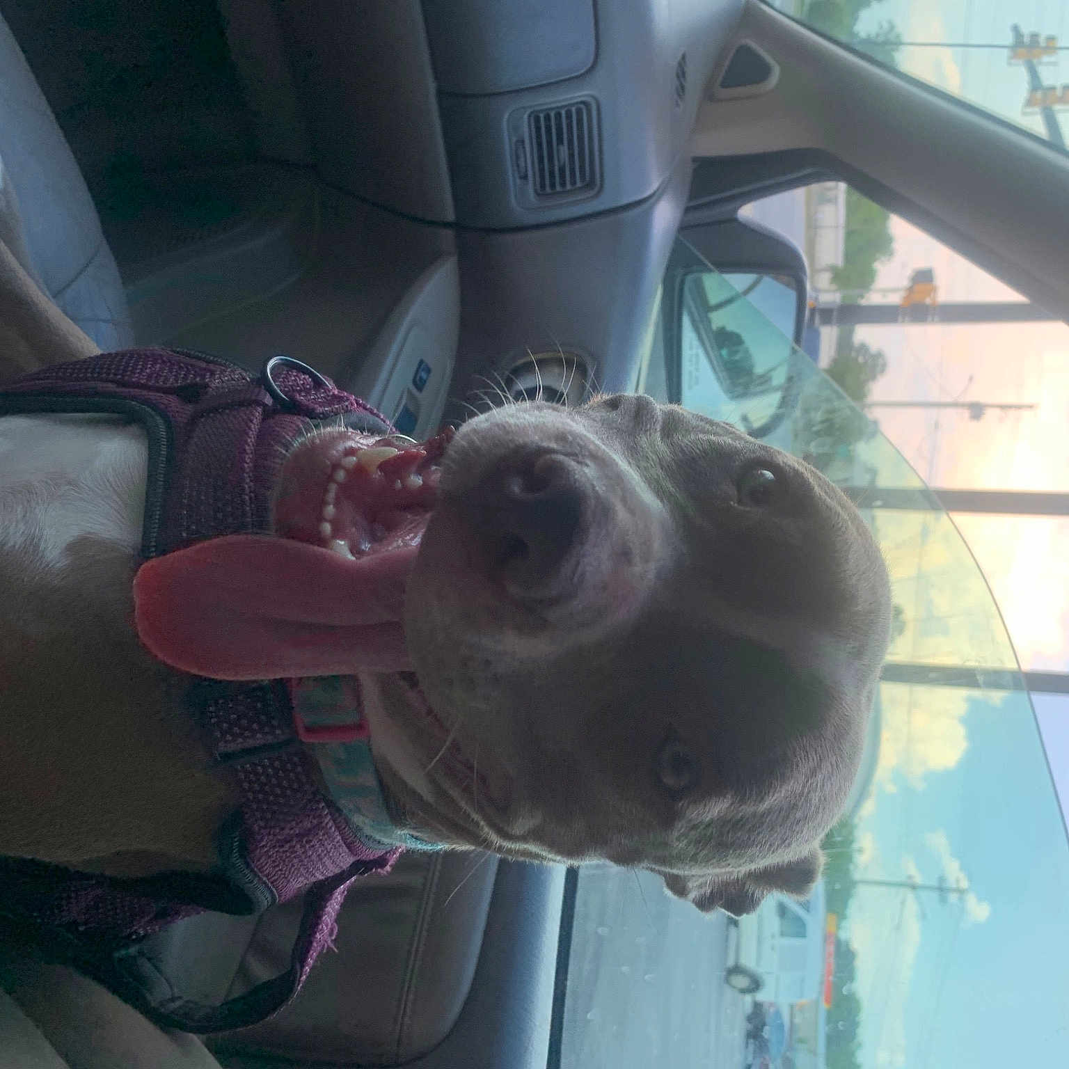 Bella Ariel joined the competition — help win amazing prizes! auto_part, automotive_exterior, automotive_mirror, automotive_window_part, car, car_seat, carnivore, dog, eyewear, family_car, head_restraint, motor_vehicle, rear_view_mirror, smile, snout, steering_wheel, vehicle, vehicle_door, water, windshield