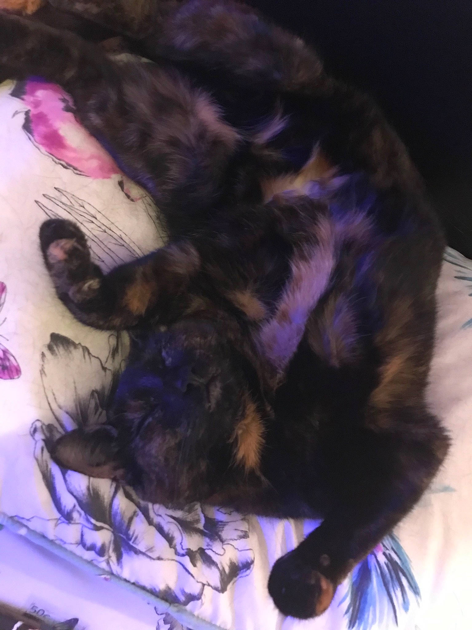 Sofia is registered to the contest to win money with this photo: black_hair, cat, felidae, fur, hair, long_hair, purple, small_to_medium_sized_cats, tail