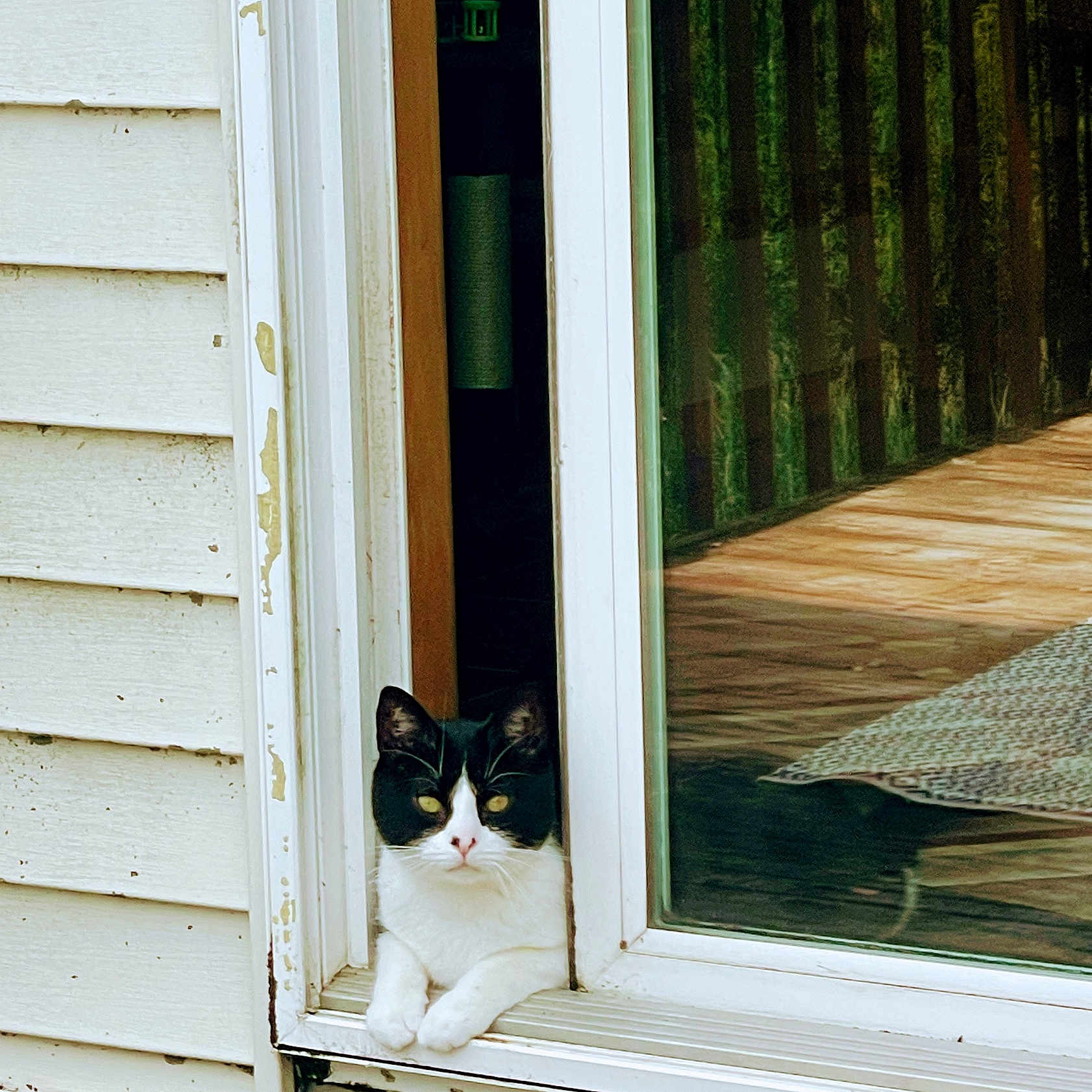 Luckey is registered to the contest to win money with this photo: animal, calm, cat, curious, domestic_cat, feline, glass, house, looking_out, outdoor, peeling_paint, pet, quiet, reflection, resting, sill, tuxedo_cat, white_paint, window, wood_siding