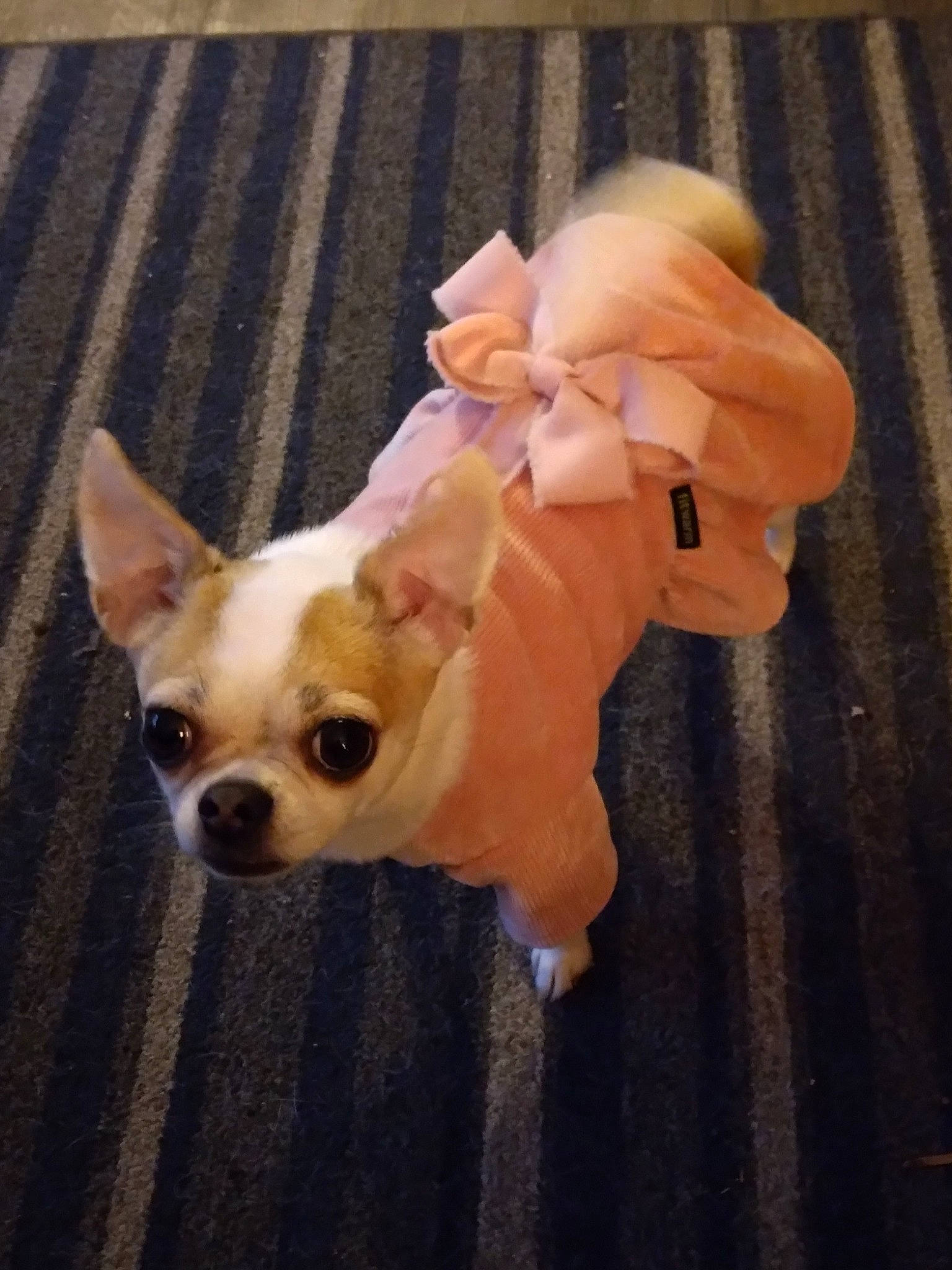Cloe is registered to the contest to win money with this photo: canidae, carnivore, chihuahua, companion_dog, dog, dog_breed, dog_clothes, dog_supply, ear, fashion_accessory, fawn, fur, head, snout, sporting_group, sunglasses, tail, toy_dog, whiskers, working_animal