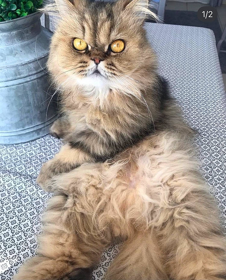 Edward a rejoint le concours — aidez-le/la à gagner de superbes lots ! box, british_longhair, carnivore, cat, computer_keyboard, fashion_accessory, fawn, felidae, flowerpot, fur, persian, plant, small_to_medium_sized_cats, snout, terrestrial_animal, whiskers, working_animal