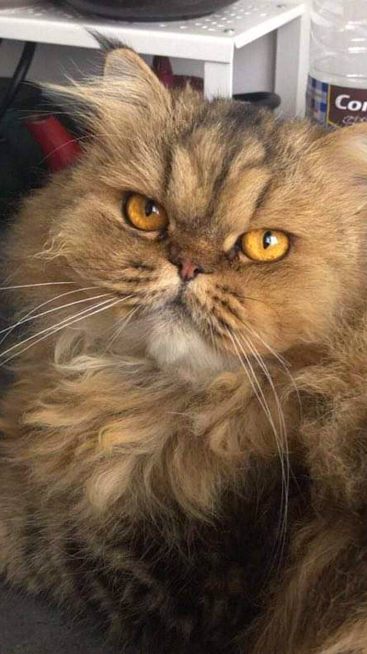 Grumpy Edward participe au concours pour gagner de l'argent avec cette photo : asian, asian_semi_longhair, british_longhair, british_semi_longhair, carnivore, cat, close_up, domestic_long_haired_cat, eye, fawn, felidae, fur, kitten, mammal, norwegian_forest_cat, persian, siberian, small_to_medium_sized_cats, snout, whiskers
