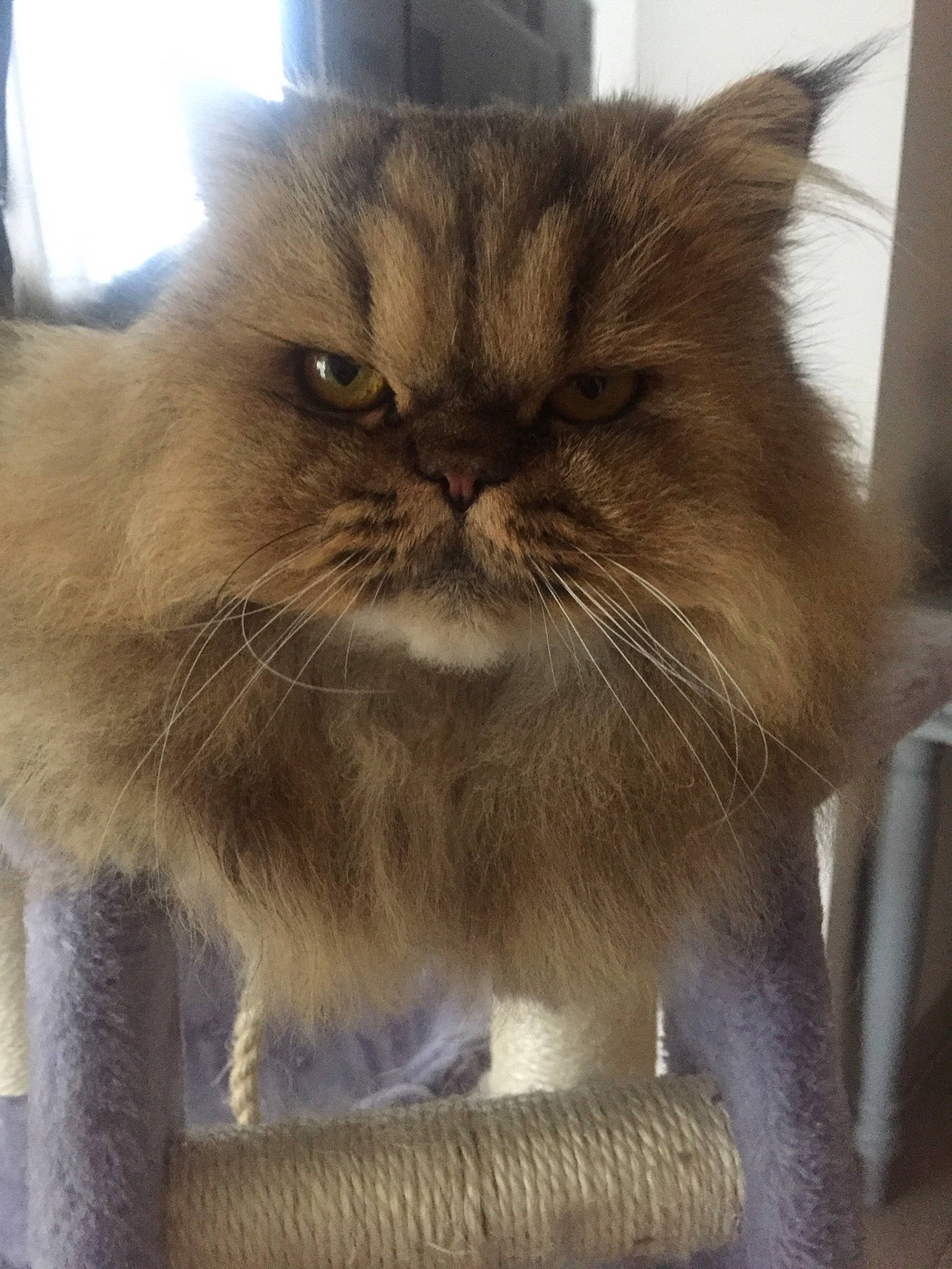 Grumpy Edward a rejoint le concours — aidez-le/la à gagner de superbes lots ! asian, asian_semi_longhair, british_longhair, british_semi_longhair, carnivore, cat, domestic_long_haired_cat, fawn, felidae, fur, himalayan, mammal, persian, small_to_medium_sized_cats, vertebrate, whiskers